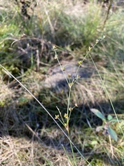 Juncus brachycephalus
