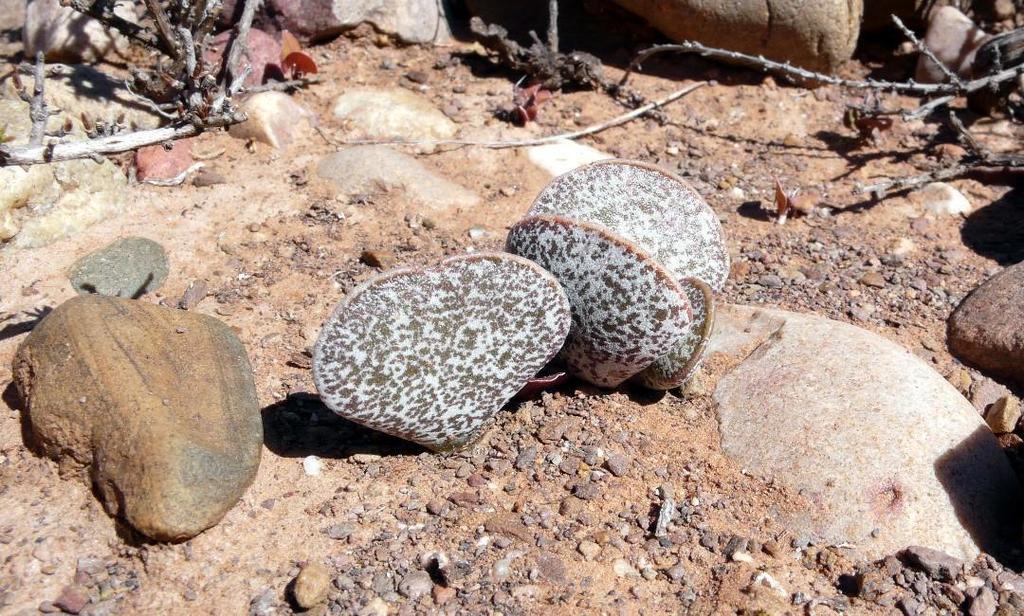 Adromischus bicolor