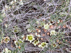Leptospermum spinescens