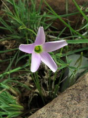 Oxalis smithiana