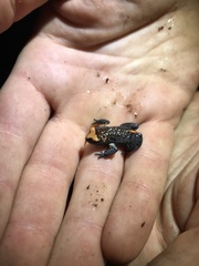 Pseudophryne australis