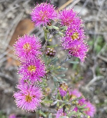 Melaleuca subtrigona