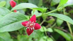 Manettia reclinata