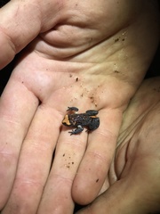 Pseudophryne australis