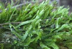 Catagonium nitens nitens