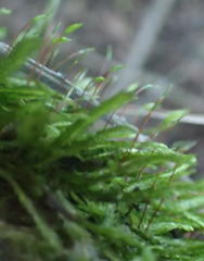 Catagonium nitens nitens