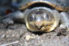 Claudius angustatus
