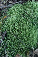 Catagonium nitens nitens