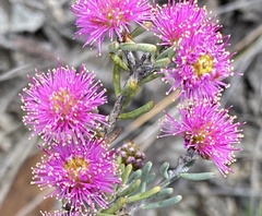 Melaleuca subtrigona