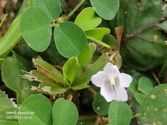 Strobilanthes reptans