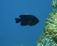 Pomacentrus brachialis