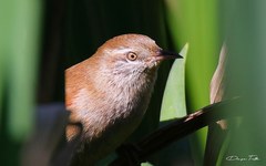 Limnoctites sulphuriferus