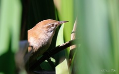 Limnoctites sulphuriferus