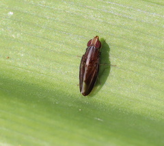 Cephaloconus cyprinus