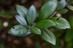 Litsea rotundifolia