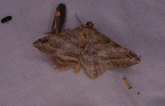 Macaria multilineata
