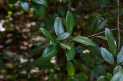 Litsea rotundifolia
