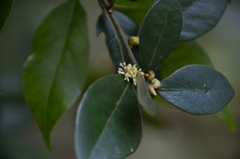 Litsea rotundifolia