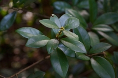 Litsea rotundifolia