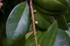 Litsea rotundifolia