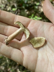 Lactarius mutabilis