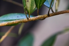 Litsea rotundifolia