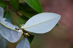 Litsea rotundifolia