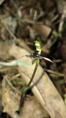 Chiloglottis formicifera