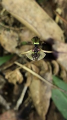 Chiloglottis formicifera