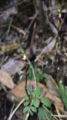 Chiloglottis formicifera