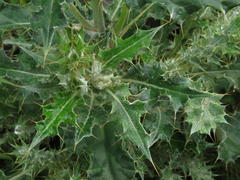 Berkheya heterophylla radiata