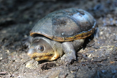 Claudius angustatus
