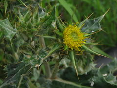 Berkheya heterophylla radiata