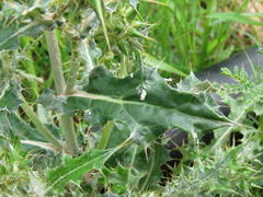 Berkheya heterophylla radiata