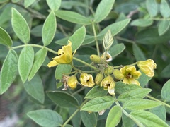 Senna villosa