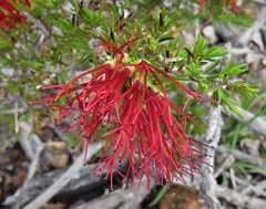 Melaleuca cyrtodonta