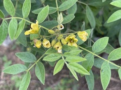 Senna villosa