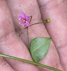 Talinum sonorae