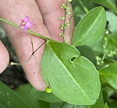 Talinum sonorae