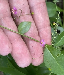 Talinum sonorae