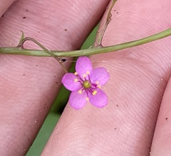 Talinum sonorae