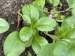 Talinum sonorae