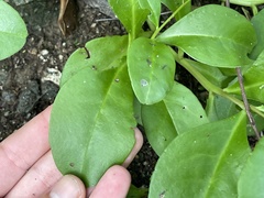 Talinum sonorae