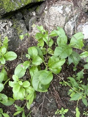 Talinum sonorae