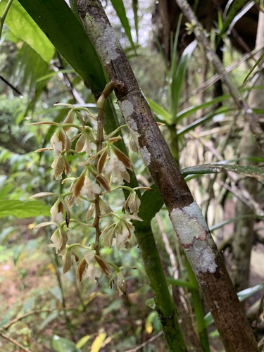 Epidendrum bambusiforme Kraenzl. 3
