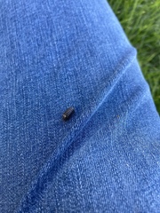Armadillidium vulgare