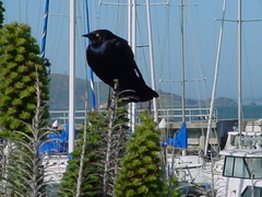 Euphagus cyanocephalus