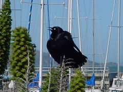 Euphagus cyanocephalus