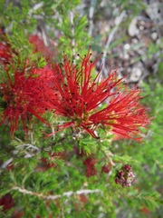 Melaleuca cyrtodonta
