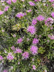 Melaleuca rigidifolia